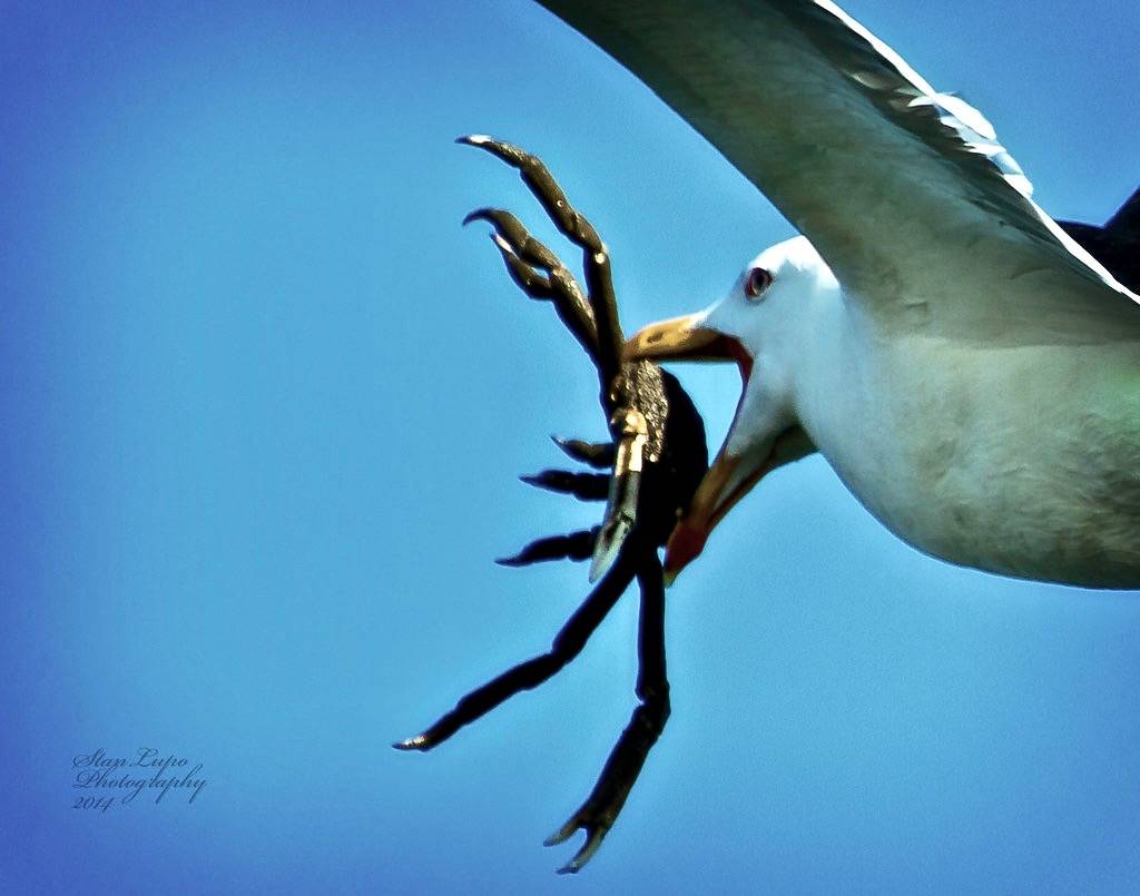 Great Black-backed Gull with Crab by stanlupo (Thanks for 4,000,000 views) is licensed under CC BY-NC-ND 2.0